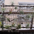 2011/4/20 Tillandsia tricolor トリコロール 三色花 回日後大整理