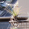 2009/11/7 Tillandsia tricolor トリコロール 三色花20091105 回台前的陽台.JPG