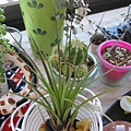 2009/2/1 Tillandsia tricolor トリコロール 三色花