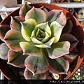 2010/4/8 サンバースト / Aeonium urbicum cv. Variegatum