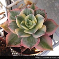 2011/5/20 サンバースト / Aeonium urbicum cv. Variegatum