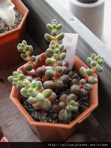 2011623 池袋西武鶴仙園 玉葉 / Sedum stahlii 