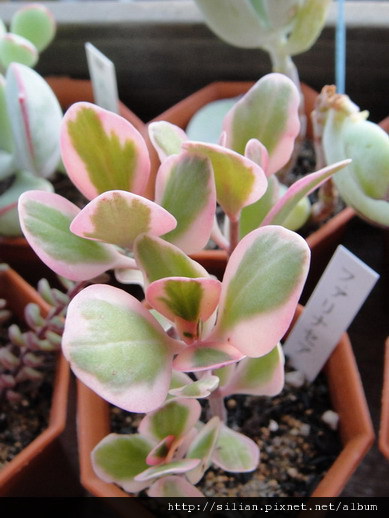 2011623 池袋西武鶴仙園 ファリナセア錦 / Kalanchoe farinacea f.variegata