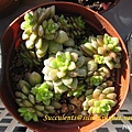 Sedum 'Little Gem' 