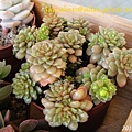 Sedum 'Little Gem' 