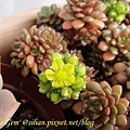 Sedum 'Little Gem' 