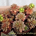 Sedum 'Little Gem'