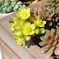 Sedum 'Little Gem' 