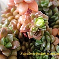 Sedum 'Little Gem' 