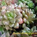 Sedum 'Little Gem' 