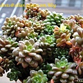 Sedum 'Little Gem' 