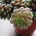 Sedum 'Little Gem' 