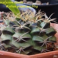 Gymnocalycium damsii / 麗蛇丸