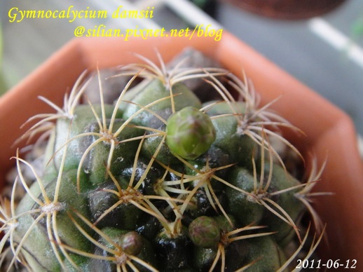 Gymnocalycium damsii / 麗蛇丸