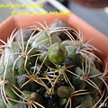 Gymnocalycium damsii / 麗蛇丸