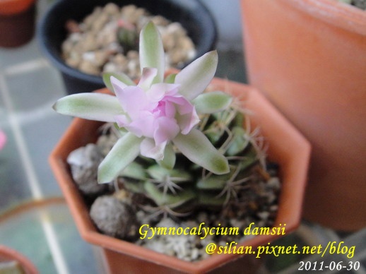 Gymnocalycium damsii / 麗蛇丸