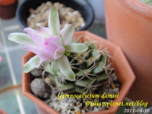 Gymnocalycium damsii 麗蛇丸