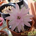 Gymnocalycium damsii / 麗蛇丸