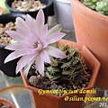 Gymnocalycium damsii / 麗蛇丸