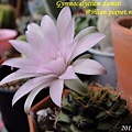 Gymnocalycium damsii / 麗蛇丸