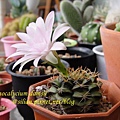 Gymnocalycium damsii / 麗蛇丸