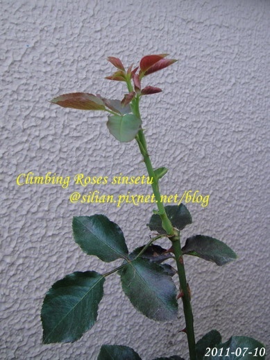 蔓玫 新雪 Climbing Roses Sinsetu      