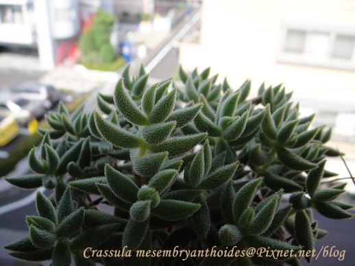 Crassula mesembryanthoides / 銀箭 / 銀ぞろえ