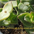 Crassula perforata var  十字星 