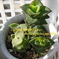 Crassula perforata var  十字星