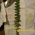 Crassula perforata var  十字星  