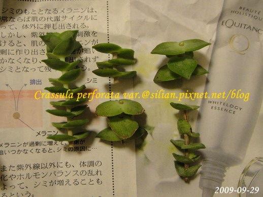 Crassula perforata var  十字星 