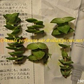 Crassula perforata var  十字星 