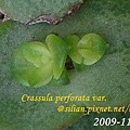 Crassula perforata var  十字星 