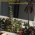 Crassula perforata var  十字星