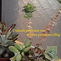 Crassula perforata var  十字星