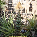 Crassula perforata var  十字星 