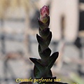 Crassula perforata var  十字星 