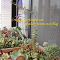 Crassula perforata var  十字星  