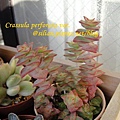 Crassula perforata var  十字星  