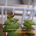 Crassula perforata var  十字星 