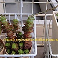 Crassula perforata var  十字星 