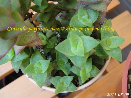 Crassula perforata var  十字星 