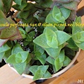 Crassula perforata var  十字星 