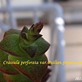 Crassula perforata var  十字星