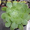 Aeonium arboreum / サンシモン カナリエンス(カナリエンシス)