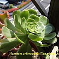 Aeonium arboreum / サンシモン カナリエンス(カナリエンシス)