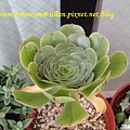 Aeonium arboreum / サンシモン カナリエンス(カナリエンシス)