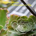 Aeonium arboreum / サンシモン カナリエンス(カナリエンシス)