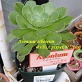 Aeonium arboreum / サンシモン カナリエンス(カナリエンシス)