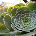 Aeonium arboreum / サンシモン カナリエンス(カナリエンシス)